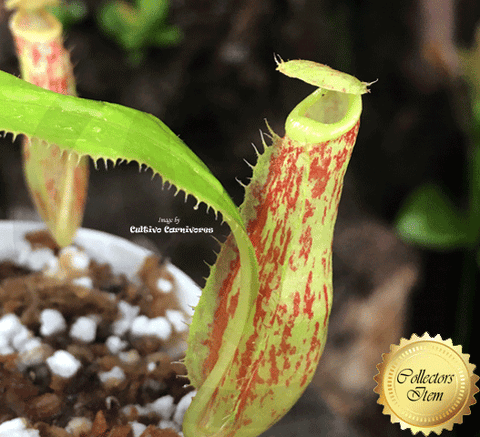 TROPICAL PITCHER PLANT: Nepenthes Mirabilis red form seedgrown for sale | Buy carnivorous plants and seeds online @ South Africa's leading online plant nursery, Cultivo Carnivores