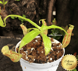 TROPICAL PITCHER PLANT: Nepenthes Mirabilis red form seed grown for sale | Buy carnivorous plants and seeds online @ South Africa's leading online plant nursery, Cultivo Carnivores