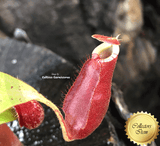 Nepenthes Mirabilis wing x Ampullaria Black Miracle for sale | Buy carnivorous plants and seeds online @ South Africa's leading online plant nursery, Cultivo Carnivores