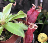 Nepenthes Mirabilis wing x Ampullaria Black Miracle for sale | Buy carnivorous plants and seeds online @ South Africa's leading online plant nursery, Cultivo Carnivores