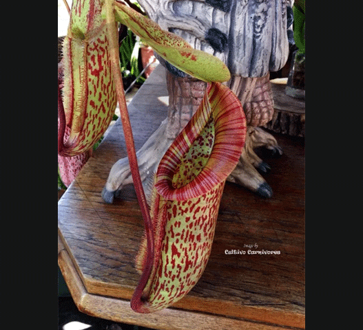 TROPICAL PITCHER PLANT: Nepenthes Miranda for sale | Buy carnivorous plants and seeds online @ South Africa's leading online plant nursery, Cultivo Carnivores
