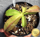 COLLECTORS ITEM 🌟 Nepenthes Miranda 📏 13-16cm > Exact plant pictured for sale | Buy carnivorous plants and seeds online @ South Africa's leading online plant nursery, Cultivo Carnivores