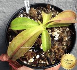 COLLECTORS ITEM 🌟 Nepenthes Miranda 📏 13-16cm > Exact plant pictured for sale | Buy carnivorous plants and seeds online @ South Africa's leading online plant nursery, Cultivo Carnivores