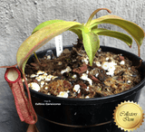 COLLECTORS ITEM 🌟 Nepenthes Miranda 📏 13-16cm > Exact plant pictured for sale | Buy carnivorous plants and seeds online @ South Africa's leading online plant nursery, Cultivo Carnivores