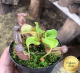 RARE! COLLECTORS ITEM 🌟 Nepenthes aff. Nebularum loc SE Mindanao, Philippines * BCP 📏 6-8cm > Exact plant pictured