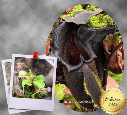 RARE! COLLECTORS ITEM 🌟 Nepenthes aff. Nebularum loc SE Mindanao, Philippines * BCP 📏 6-8cm > Exact plant pictured