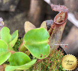 RARE! COLLECTORS ITEM 🌟 Nepenthes aff. Nebularum loc SE Mindanao, Philippines * BCP 📏 6-8cm > Exact plant pictured