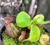 TROPICAL PITCHER PLANT: Nepenthes Nebularum for sale | Buy carnivorous plants and seeds online @ South Africa's leading online plant nursery, Cultivo Carnivores