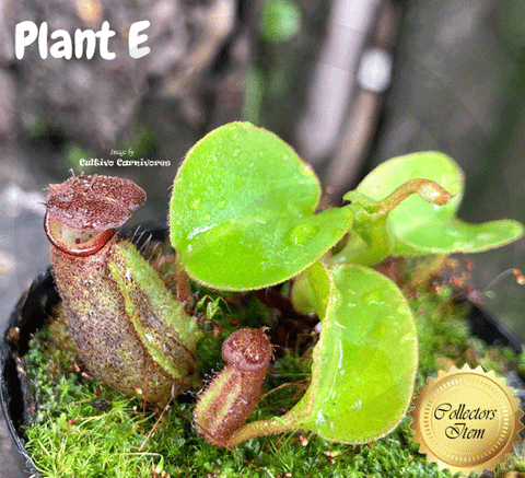 TROPICAL PITCHER PLANT: Nepenthes Nebularum for sale | Buy carnivorous plants and seeds online @ South Africa's leading online plant nursery, Cultivo Carnivores