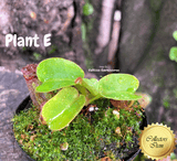 TROPICAL PITCHER PLANT: Nepenthes Nebularum for sale | Buy carnivorous plants and seeds online @ South Africa's leading online plant nursery, Cultivo Carnivores