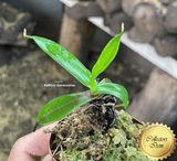 COLLECTORS ITEM 🌟 Nepenthes Nigra (Gunung Katopasa) * Wistuba 📏 4-6cm > Exact plant pictured