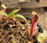 COLLECTORS ITEM 🌟 Nepenthes Ovata * Borneo Exotics 📏 3-5cm > Exact plant pictured