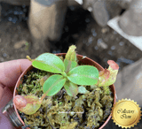 COLLECTORS ITEM 🌟 Nepenthes Petiolata x Veitchii BE 📏 3-5cm > Exact plant pictured