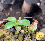 COLLECTORS ITEM 🌟 Nepenthes Petiolata x Veitchii BE 📏 3-5cm > Exact plant pictured