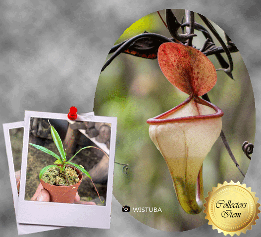 Nepenthes Pitopangii "Ivory Colored Form" • Rare Highland Species from Sumatra