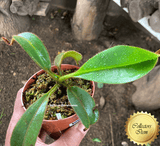 SPECIAL IMPORT 🌟 Nepenthes Platychila x Mollis ex Wistuba 📏 16-18cm