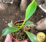 SPECIAL IMPORT 🌟 Nepenthes Platychila x Mollis ex Wistuba 📏 16-18cm