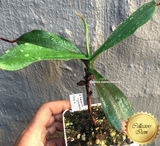 COLLECTORS ITEM 🌟 Nepenthes Platychila x Spectabilis AW #88 > Exact plant pictured