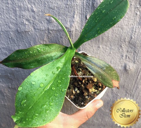 COLLECTORS ITEM 🌟 Nepenthes Platychila x Spectabilis AW #88 > Exact plant pictured