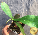 COLLECTORS ITEM 🌟 Nepenthes Platychila x Spectabilis AW #88 > Exact plant pictured