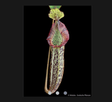 COLLECTORS ITEM 🌟 Nepenthes Platychila x Veitchii AW 📏 14-16cm > Exact plant pictured