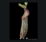 COLLECTORS ITEM 🌟 Nepenthes Platychila x Veitchii AW 📏 22-26cm > Exact plant pictured