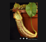 COLLECTORS ITEM 🌟 Nepenthes Platychila x Veitchii AW 📏 14-16cm > Exact plant pictured