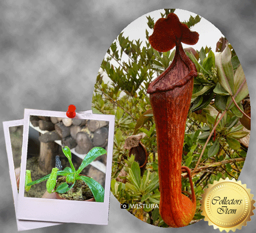 COLLECTORS ITEM 🌟 Nepenthes Pulchra (Mindanao, Philippines) * Wistuba 📏 8-10cm 🌱 Bareroot