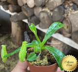 COLLECTORS ITEM 🌟 Nepenthes Pulchra (Mindanao, Philippines) * Wistuba 📏 8-10cm > Exact plant pictured