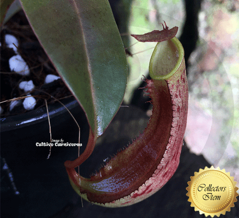 TROPICAL PITCHER PLANT:  Nepenthes Ramispina x Reinwardtiana for sale | Buy carnivorous plants and seeds online @ South Africa's leading online plant nursery, Cultivo Carnivores