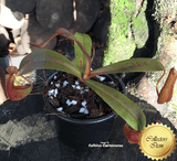 TROPICAL PITCHER PLANT:  Nepenthes Ramispina x Reinwardtiana for sale | Buy carnivorous plants and seeds online @ South Africa's leading online plant nursery, Cultivo Carnivores