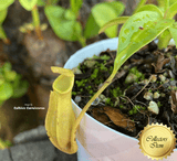 TROPICAL PITCHER PLANT: Nepenthes Reinwardtiana Plant A for sale | Buy carnivorous plants and seeds online @ South Africa's leading online plant nursery, Cultivo Carnivores