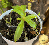 TROPICAL PITCHER PLANT: Nepenthes Reinwardtiana Plant A for sale | Buy carnivorous plants and seeds online @ South Africa's leading online plant nursery, Cultivo Carnivores