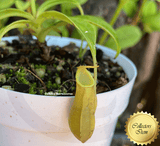 TROPICAL PITCHER PLANT: Nepenthes Reinwardtiana Plant A for sale | Buy carnivorous plants and seeds online @ South Africa's leading online plant nursery, Cultivo Carnivores