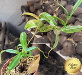 SPECIAL IMPORT 🌟 Nepenthes Rhombicaulis (Gunung Pangulubao) ex Wistuba 📏 20-22cm