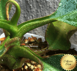 COLLECTORS ITEM 🌟 Nepenthes Robcantleyi x Mollis AW #95 > Exact plant pictured