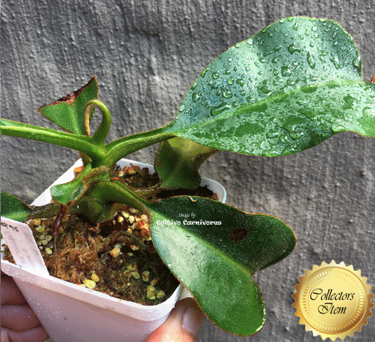 Nepenthes Robcantleyi x Mollis ex Wistuba #95
