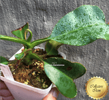 Nepenthes Robcantleyi x Mollis ex Wistuba #95