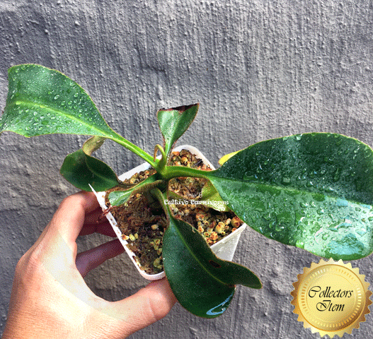 Nepenthes Robcantleyi x Mollis ex Wistuba #95