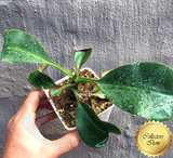 Nepenthes Robcantleyi x Mollis ex Wistuba #95