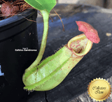 Nepenthes Robcantleyi x Veitchii - Borneo Exotics for sale | Buy carnivorous plants and seeds online @ South Africa's leading online plant nursery, Cultivo Carnivores
