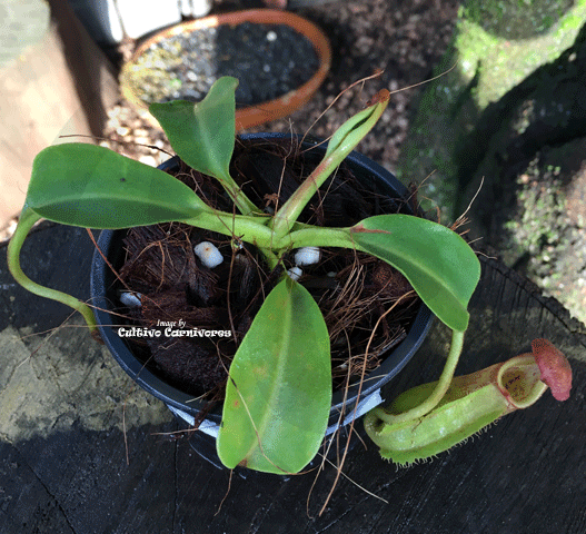 Nepenthes Robcantleyi x Veitchii - Borneo Exotics for sale | Buy carnivorous plants and seeds online @ South Africa's leading online plant nursery, Cultivo Carnivores