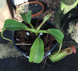 Nepenthes Robcantleyi x Veitchii - Borneo Exotics for sale | Buy carnivorous plants and seeds online @ South Africa's leading online plant nursery, Cultivo Carnivores