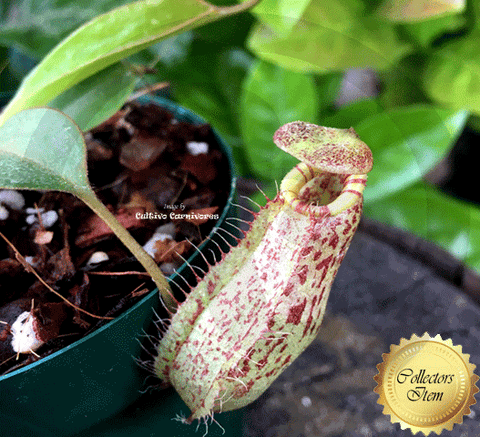 TROPICAL PITCHER PLANT: Nepenthes Robcantleyi x (Aristolochioides x Spectabilis) for sale | Buy carnivorous plants and seeds online @ South Africa's leading online plant nursery, Cultivo Carnivores