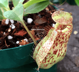 TROPICAL PITCHER PLANT: Nepenthes Robcantleyi x (Aristolochioides x Spectabilis) for sale | Buy carnivorous plants and seeds online @ South Africa's leading online plant nursery, Cultivo Carnivores