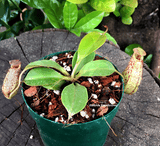 TROPICAL PITCHER PLANT: Nepenthes Robcantleyi x (Aristolochioides x Spectabilis) for sale | Buy carnivorous plants and seeds online @ South Africa's leading online plant nursery, Cultivo Carnivores
