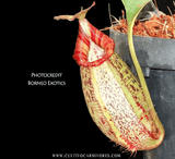TROPICAL PITCHER PLANT: Nepenthes Robcantleyi x (Aristolochioides x Spectabilis) for sale | Buy carnivorous plants and seeds online @ South Africa's leading online plant nursery, Cultivo Carnivores