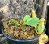 TROPICAL PITCHER PLANT: Nepenthes Robcantleyi for sale | Buy carnivorous plants and seeds online @ South Africa's leading online plant nursery, Cultivo Carnivores