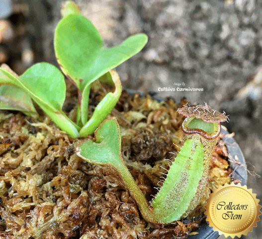 TROPICAL PITCHER PLANT: RARE! Nepenthes Robcantleyi for sale | Buy carnivorous plants and seeds online @ South Africa's leading online plant nursery, Cultivo Carnivores