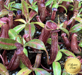 SPECIAL IMPORT:  Nepenthes Samsara ex Diflora 🌱 30 plants